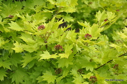 Acer Shirasawanum 'Aureum' — photo 3